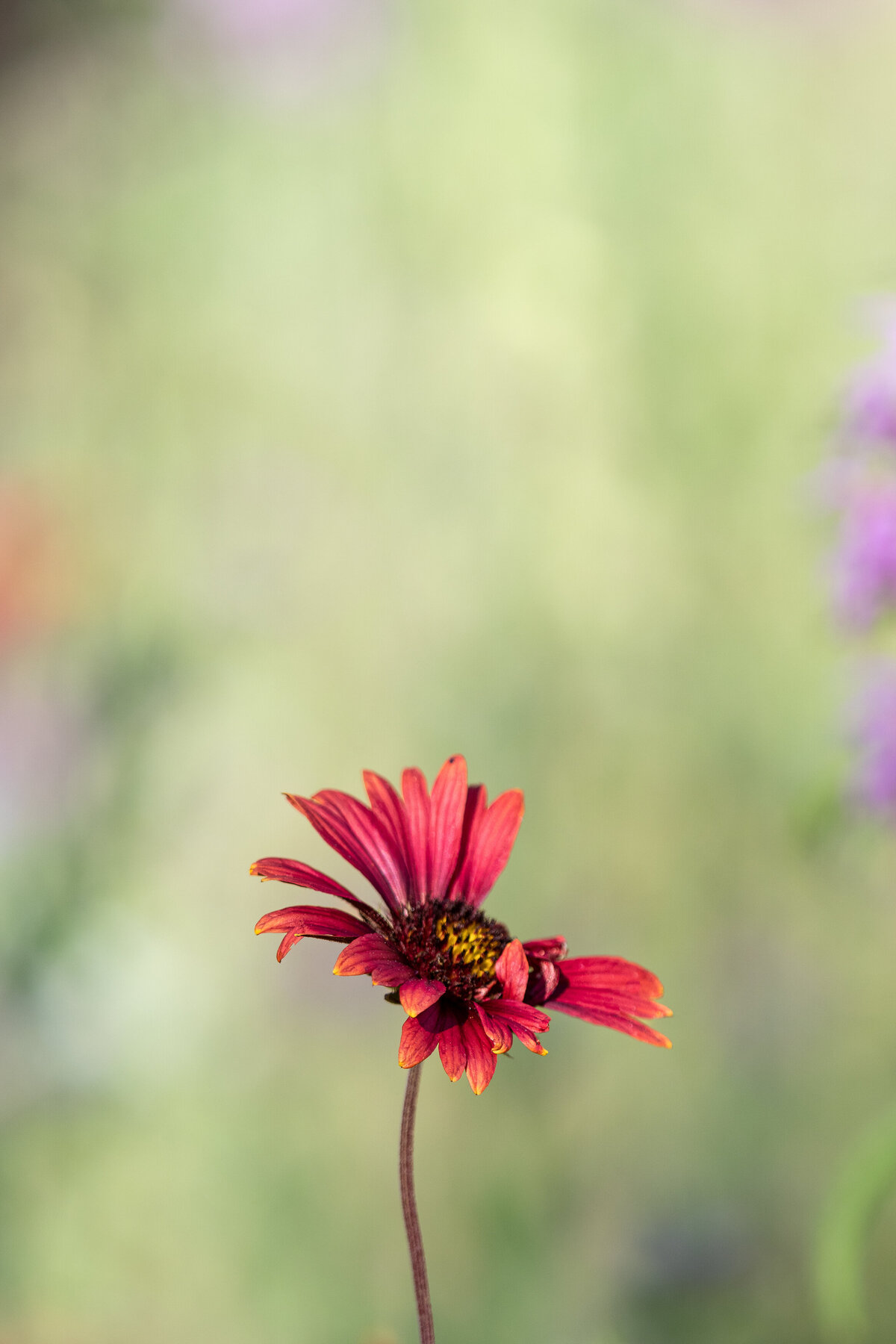 coneflower_9070