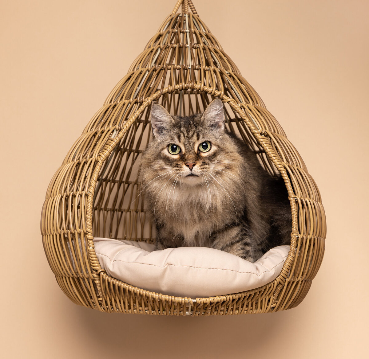 catinabasket