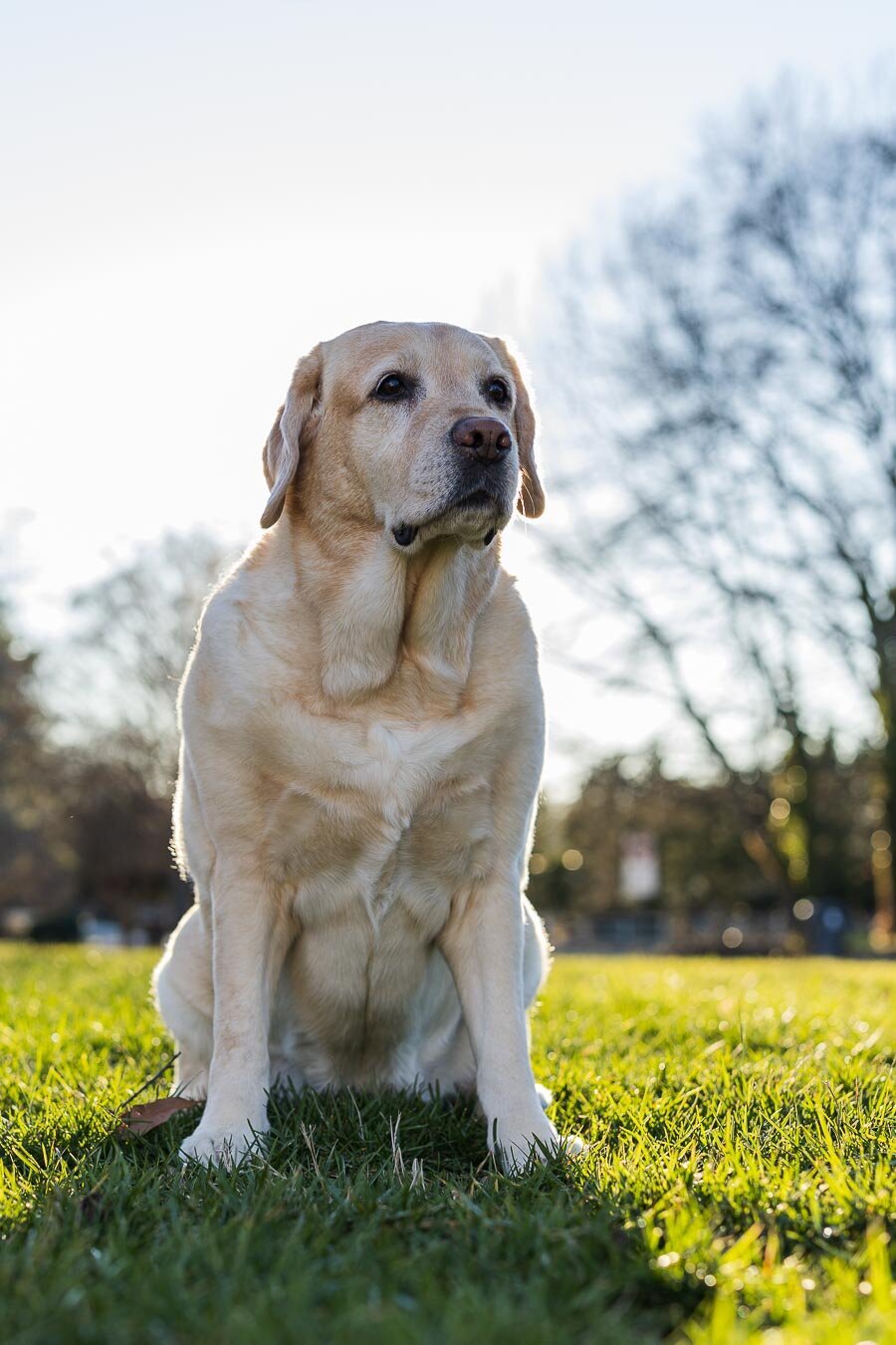 yellow-labrador-low-sunset-backlit-7475