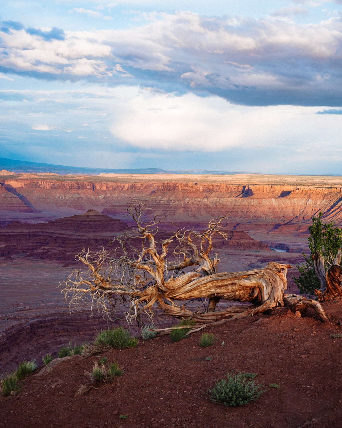 DeadhorseBristlecone2-web