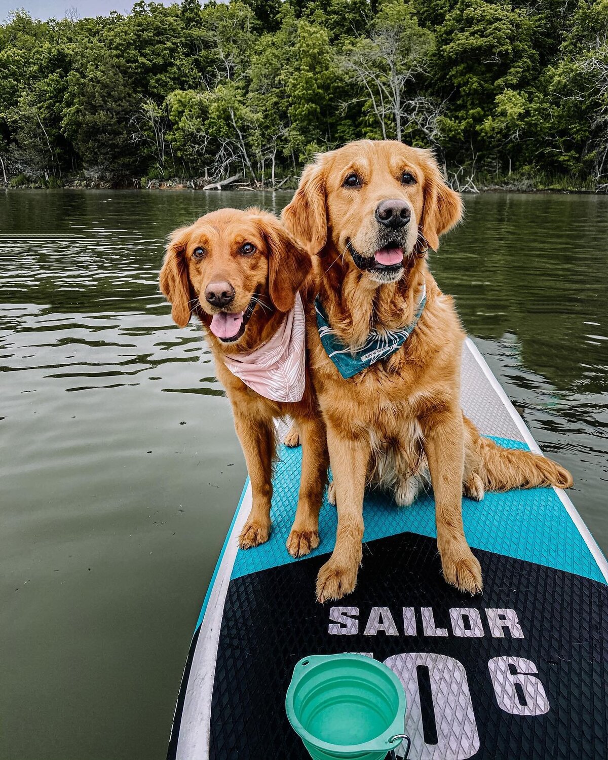 dogs paddle board