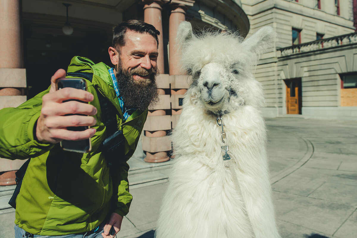 llama and man doing selfie