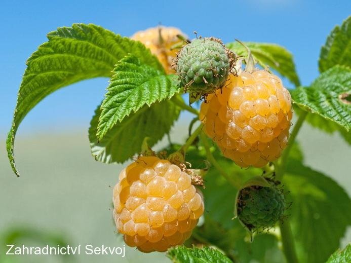 _vyr_940Rubus-idaeus-Fallgold