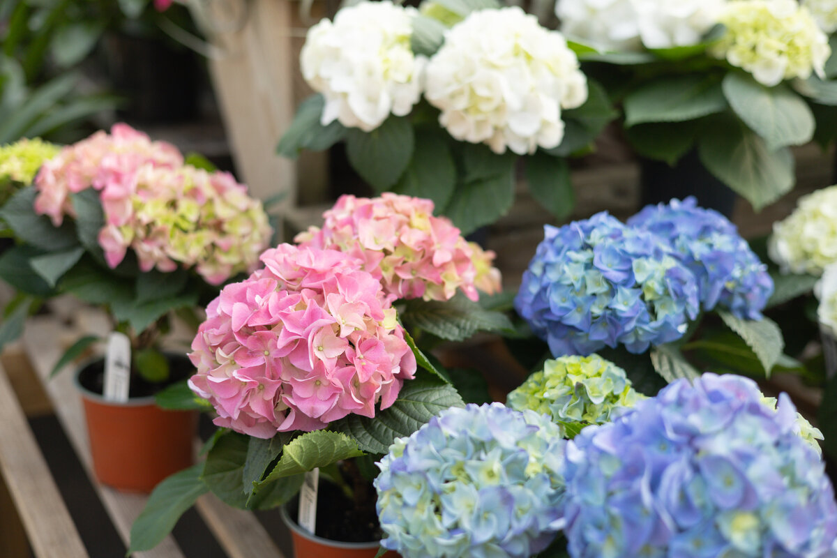 product photography oak street garden shop hydrangeas