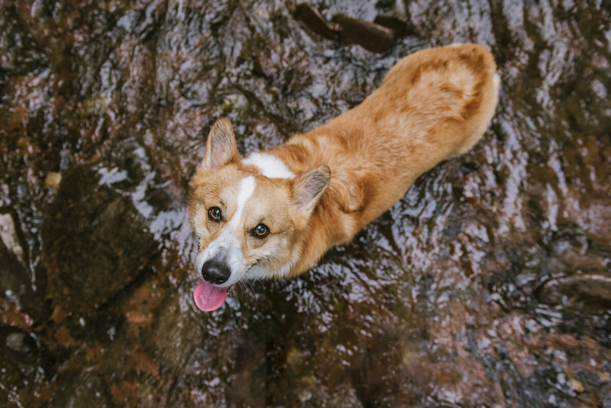 corgi-dog-breed-photography