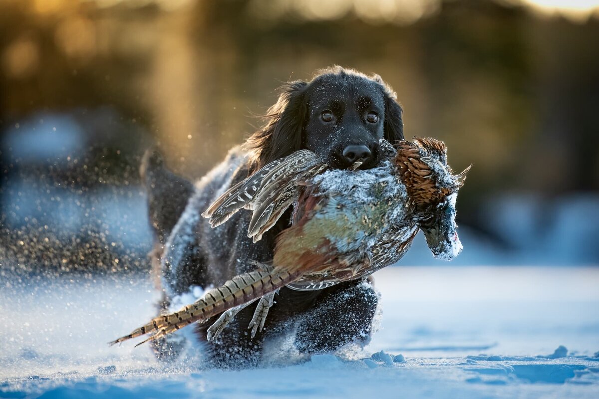 En hund som går genom djup snö med en fågel i munnen vid solnedgången