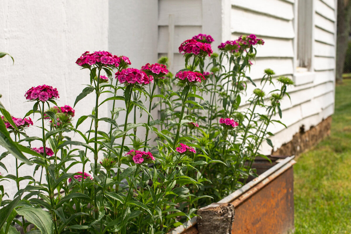 country pink sweet william