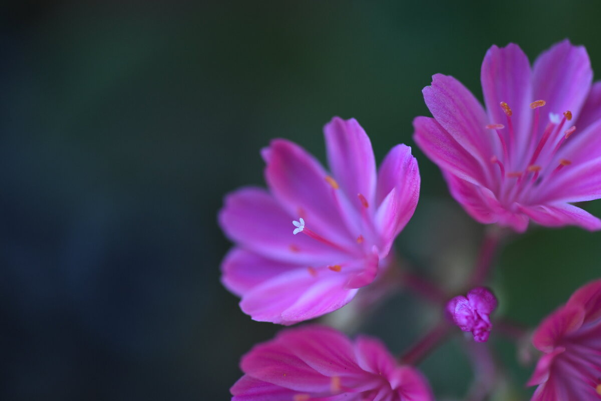 July garden - 71