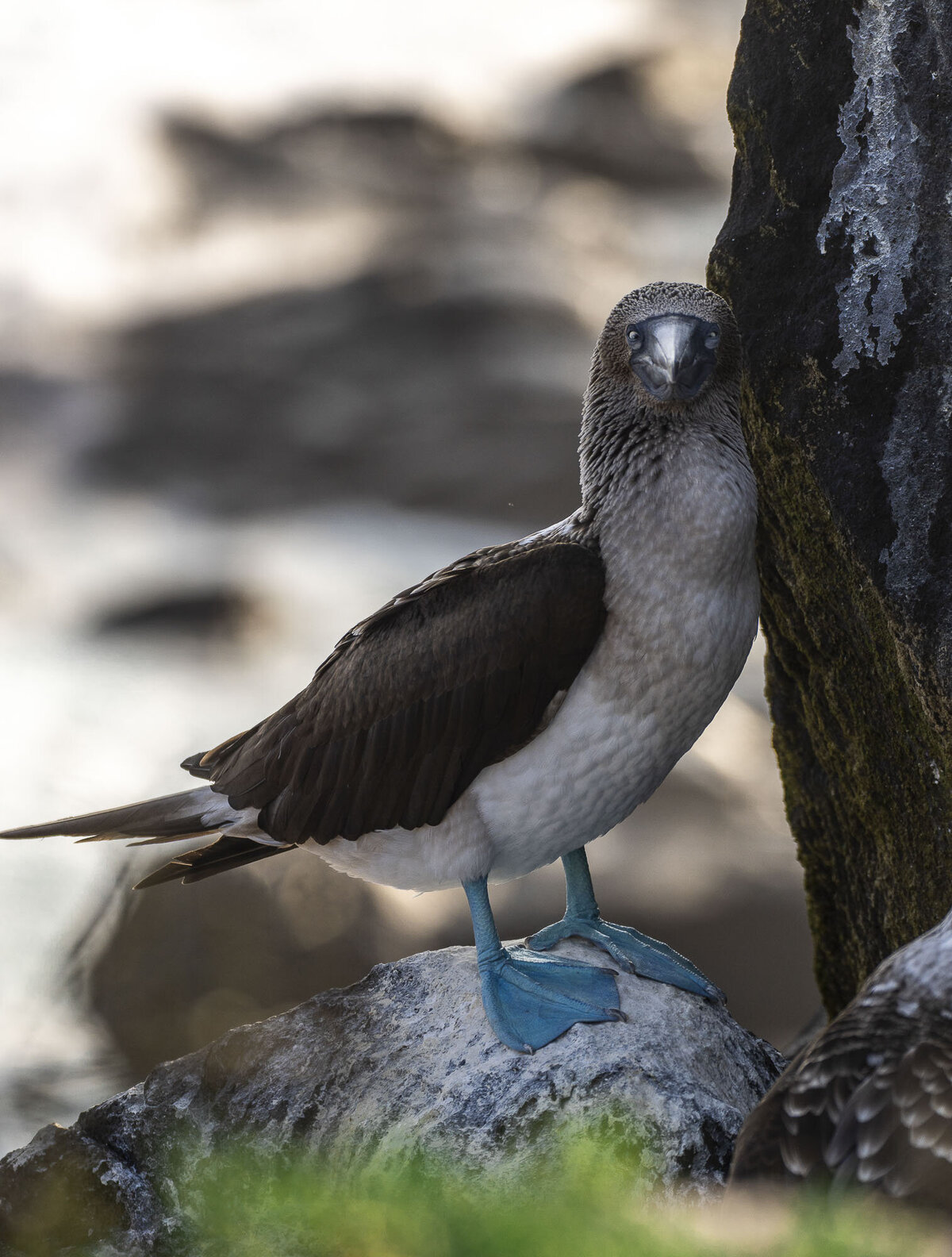 Blue Footed Booby Galapagos Islands_By Stephanie Vermillion