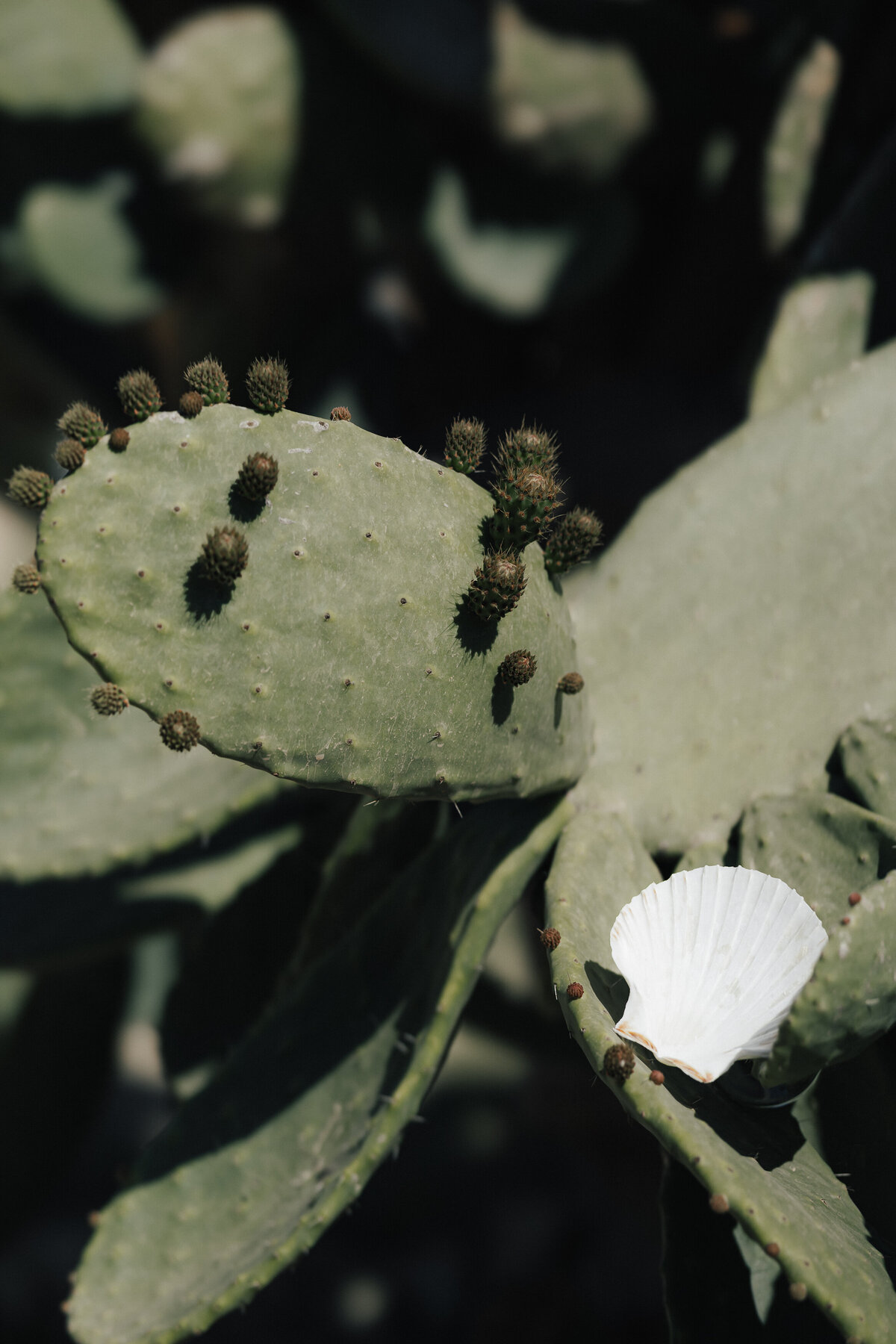 mallorca-hochzeitsreportage-details