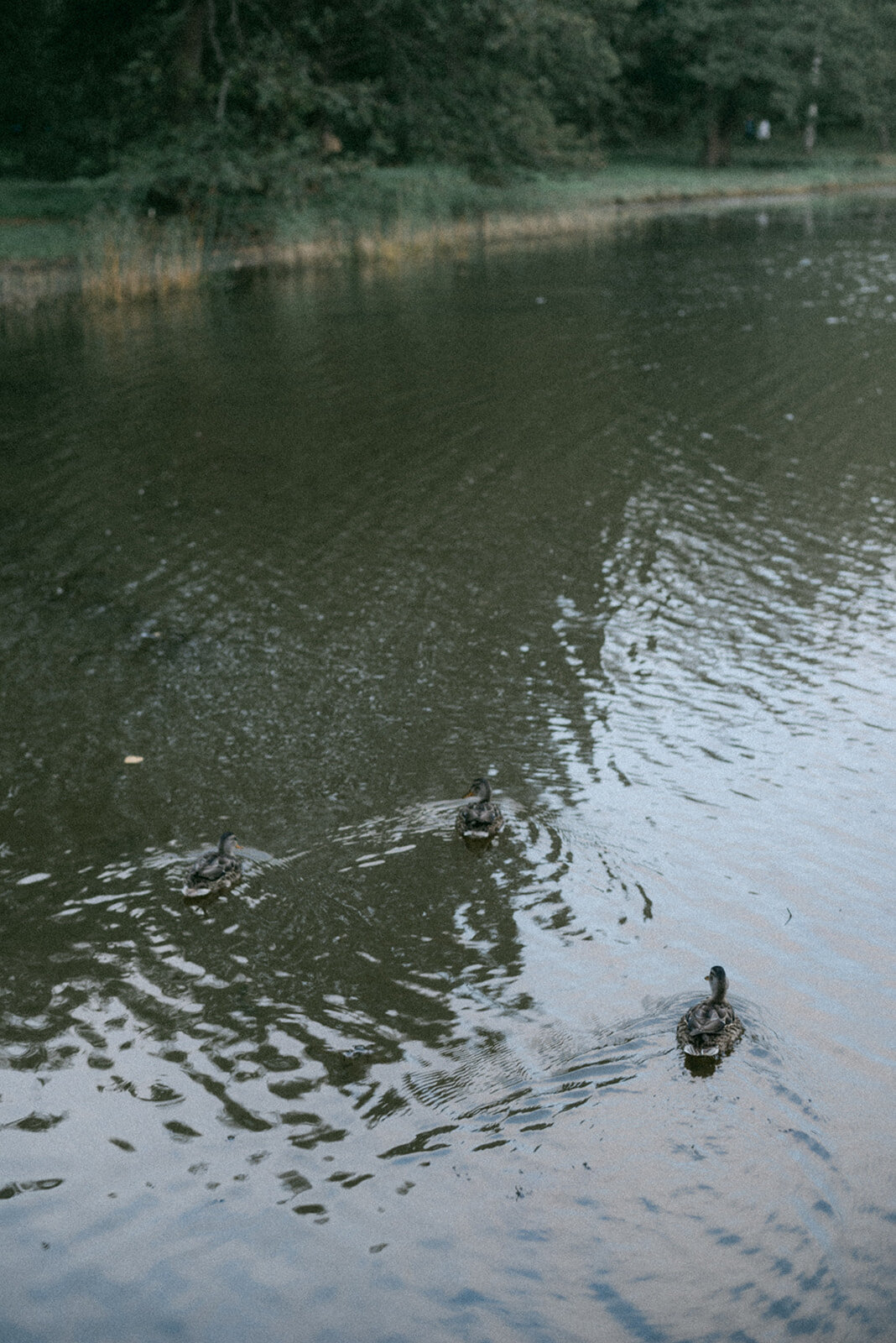 A photograph of three ducks swimming in a park in Helsinki
