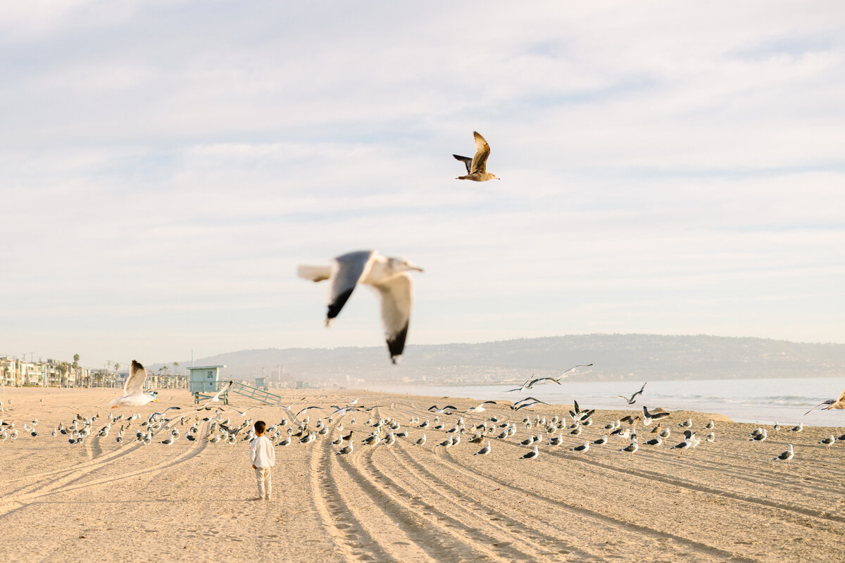 birds-1