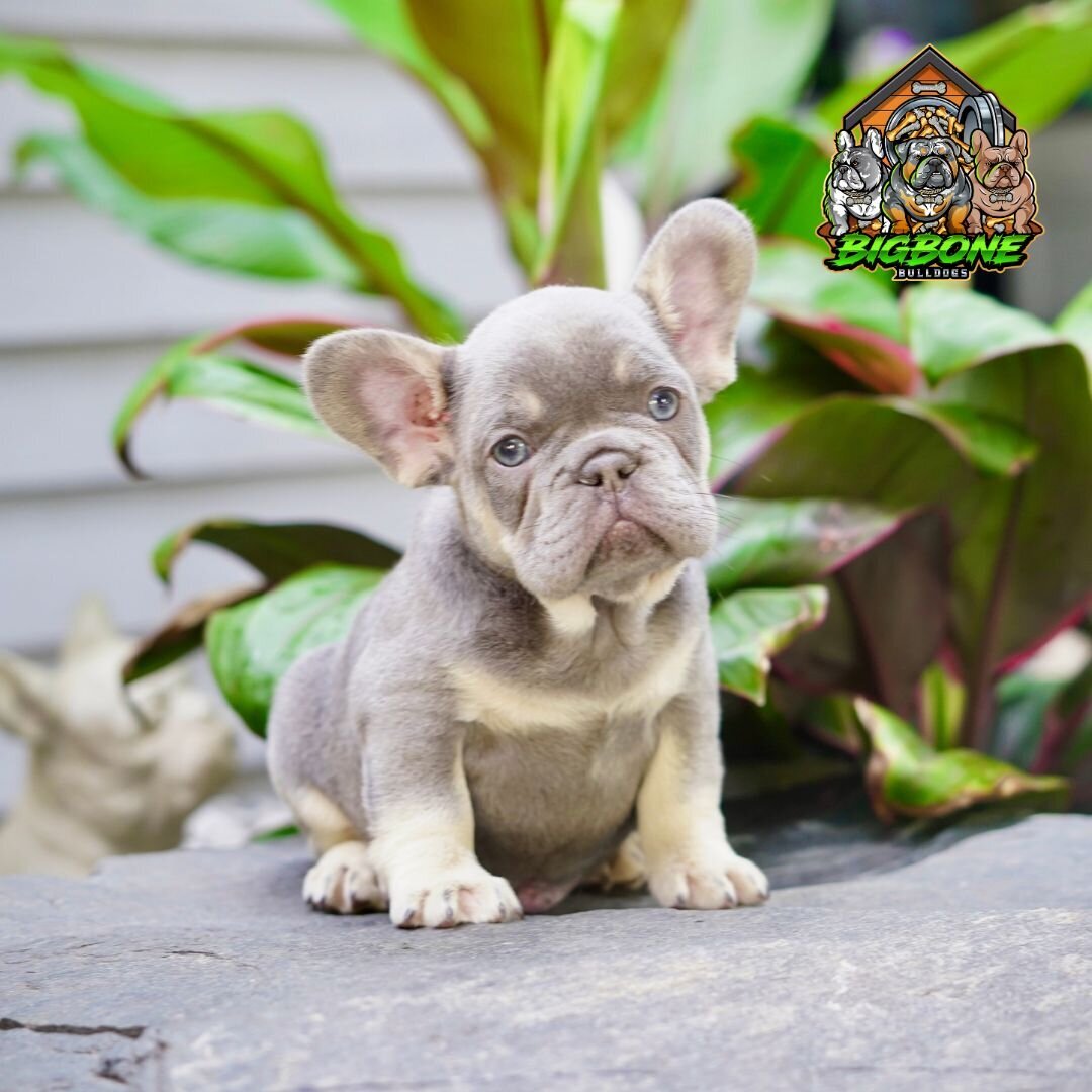 Home [www.bigbonebulldogs.com]