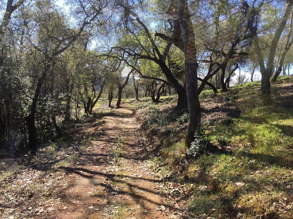 Trail in woods