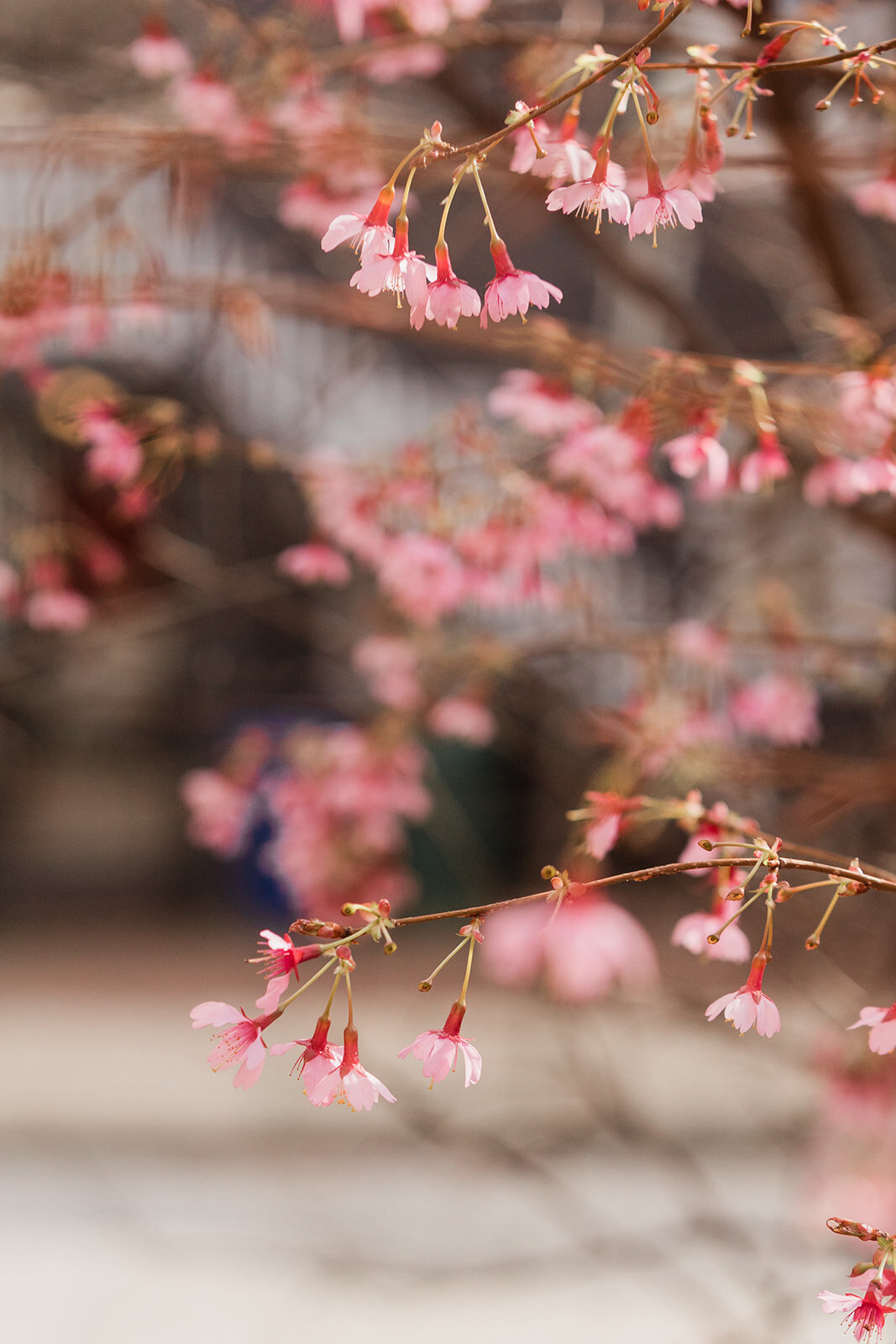 TaraandShaneEngagement-268_websize