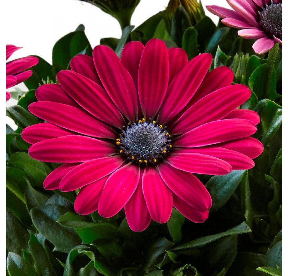 osteospermum-sweet-emma_7