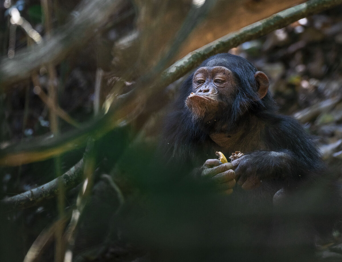 Chimpanzee Tracking and Habituation Tour in Rubondo Island Tanzania by Asilia Africa_By Stephanie Vermillion