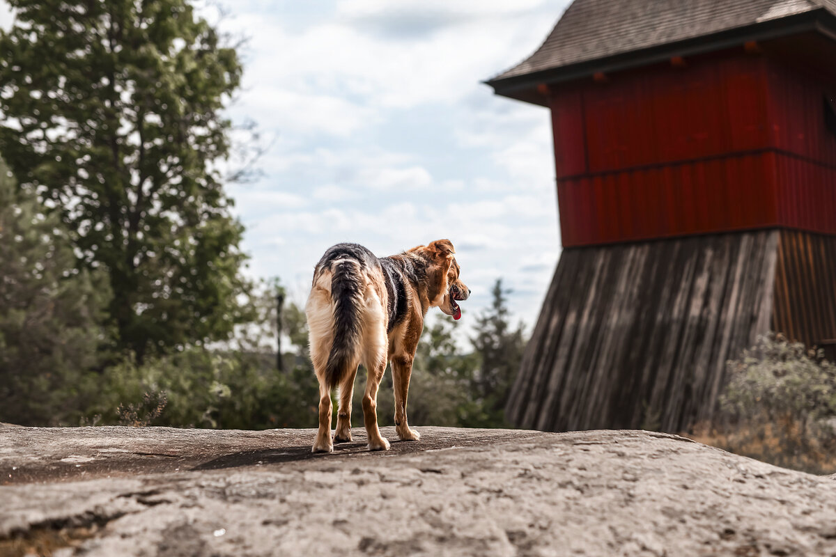 Hundefotografie-chemnitz-Tierfotografie-fotograf-Uhldingen-Bodensee-Hamburg-Dresden-Erfurt-Konstanz-15 2