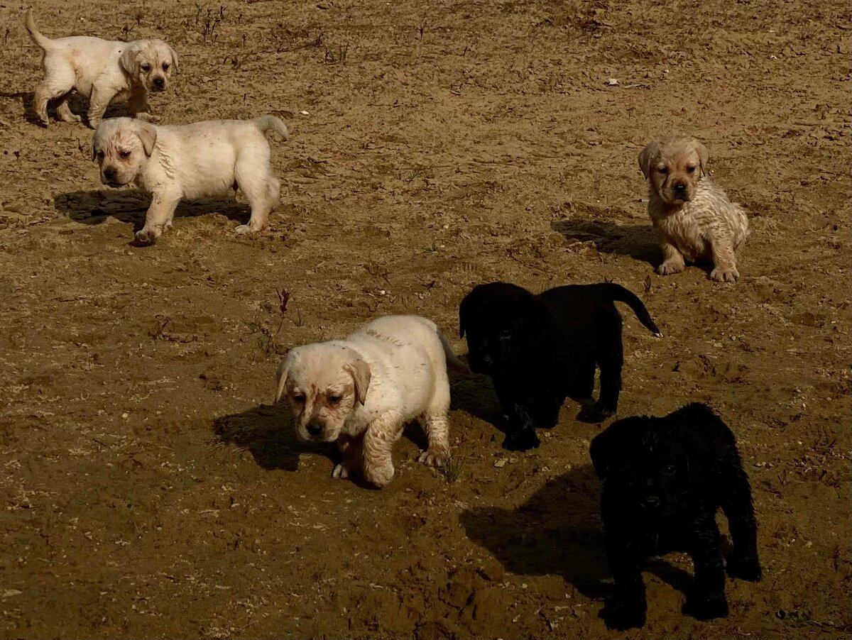 badriverlabradors_image-puppiesonbeach
