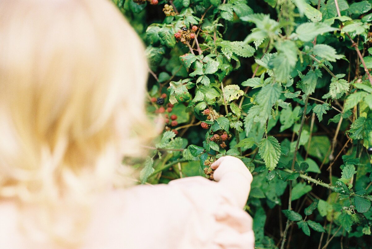 Blackberry picking on 35mm film