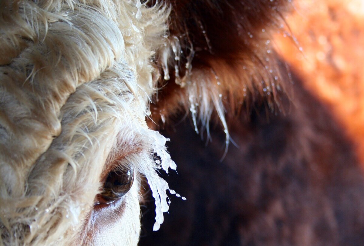 Close up of a Hereford cow during an icy winter