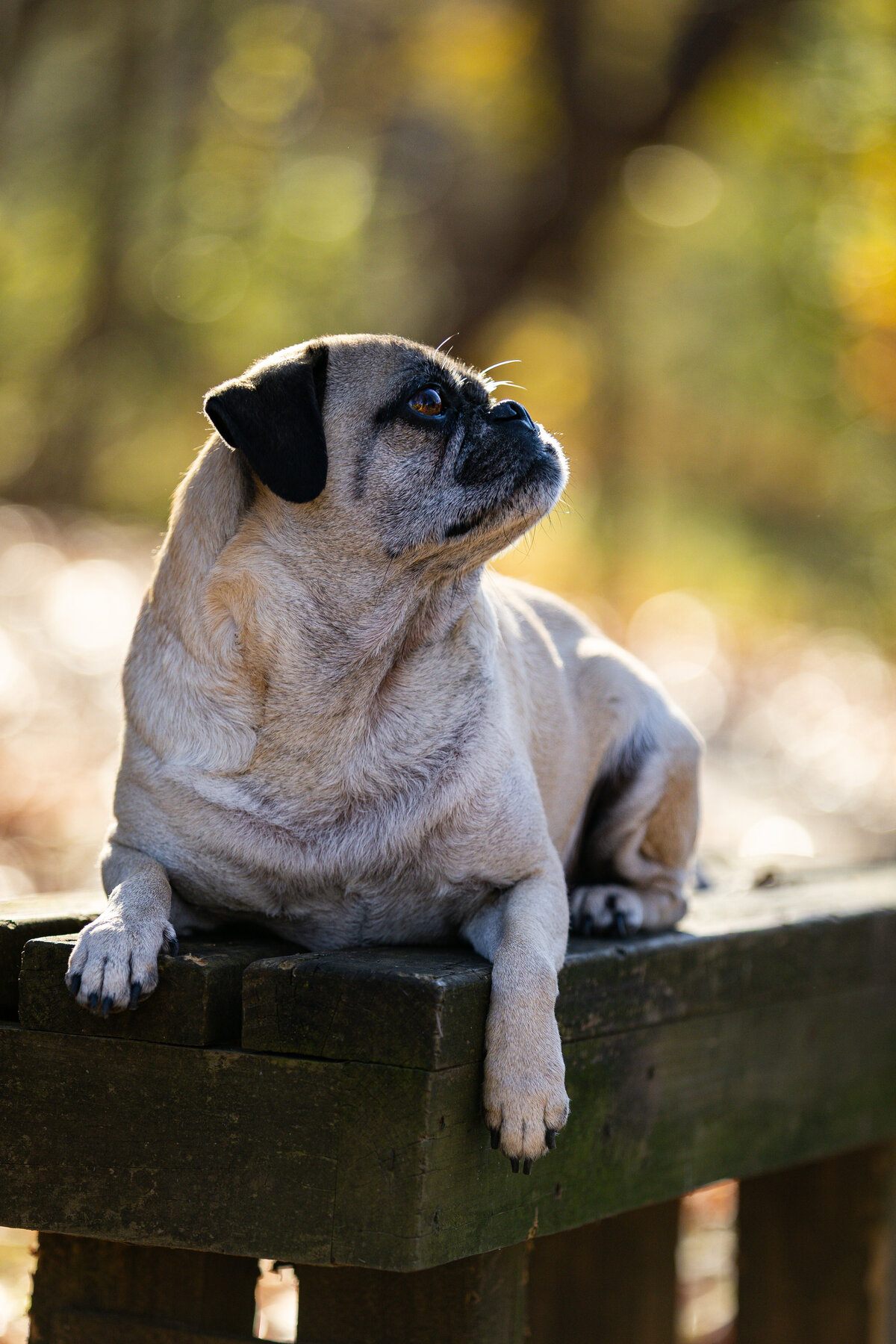 A fawn pug laying on a bench in Durham, North Carolina.