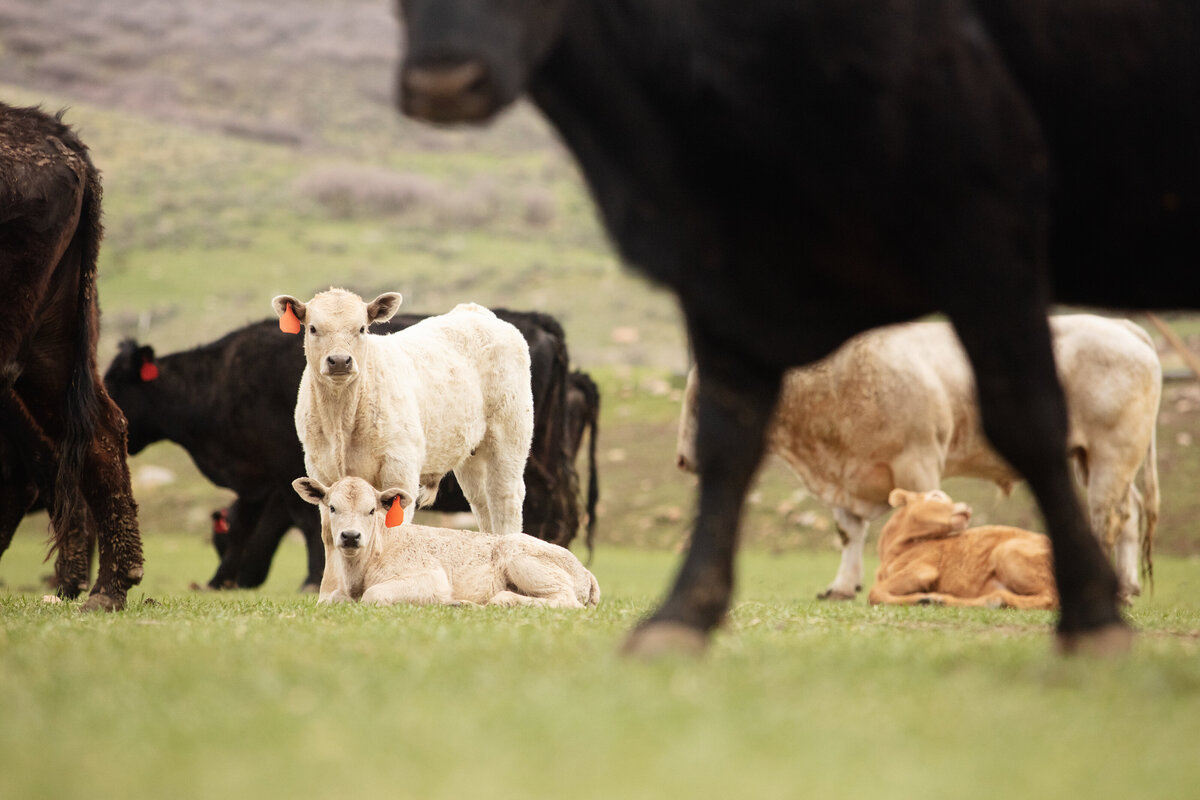 BSK_Experiences_Ranching_2022-47 (2)