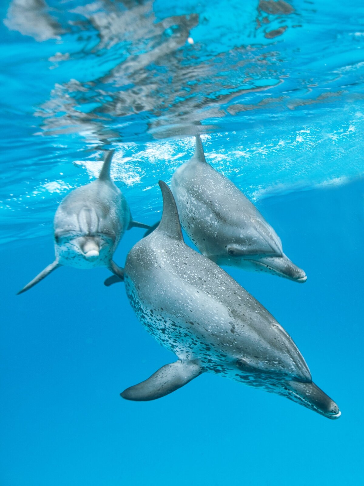 dolphins close-fixed copy