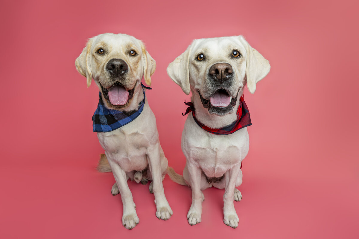 Sacramento Dog Photographer Kylie Compton Photography two yellow labs smiling on a pink background
