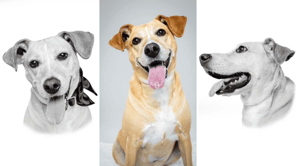 Heirloom Pet Photography - Birmihngha, Alabama Dog Photographer the Beloved Pup Photo Studio 5