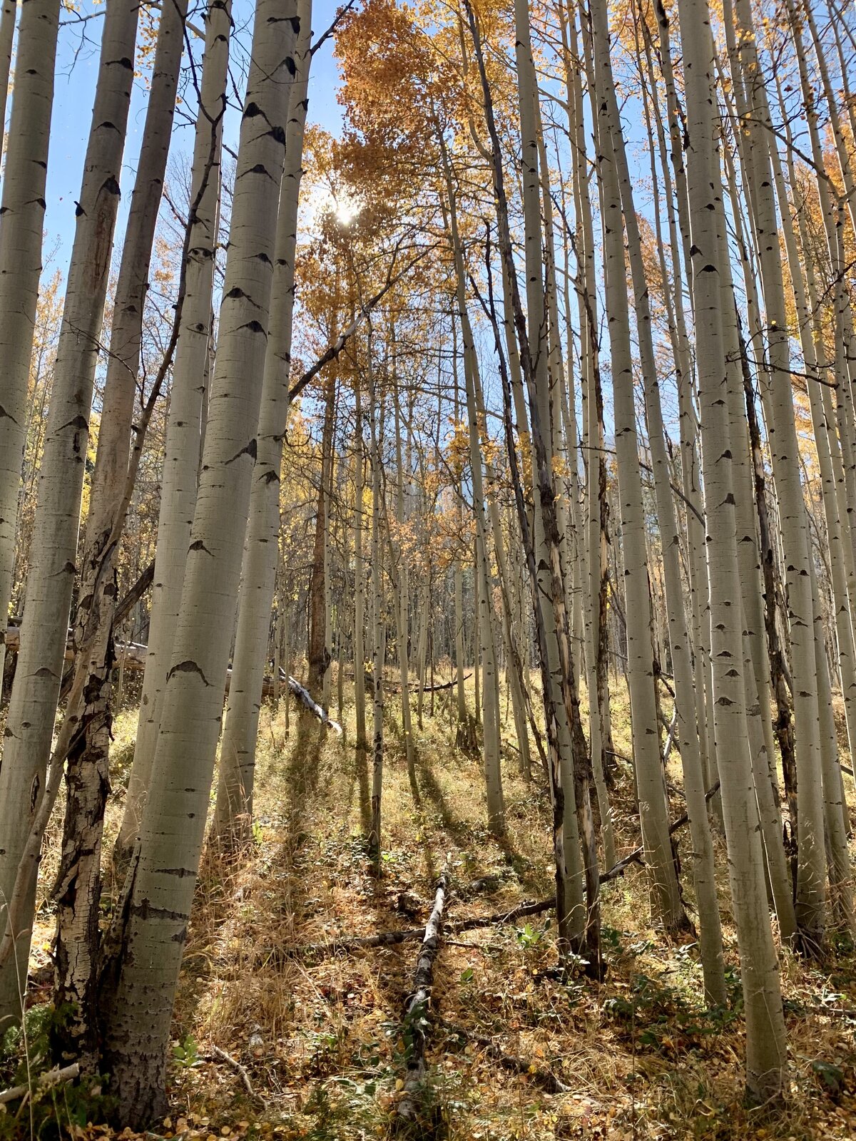 Aspen trees