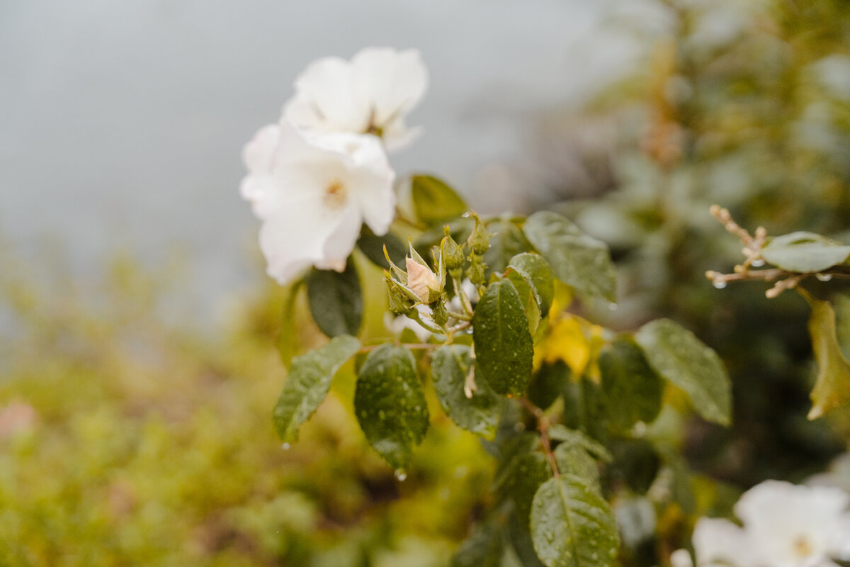 Katherine Rose Co-47CA Wedding Photographer