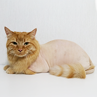 Calgary Cat Groomer 5