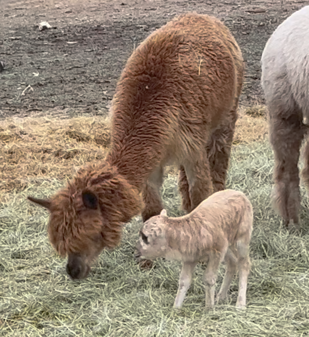 Baby alpaca standing next to its mother