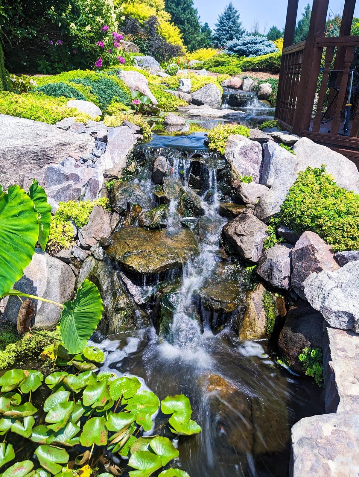 Cascading waterfall nestled beside a gazebo with water flowing into a koi pond containing lush greenery and pond plants