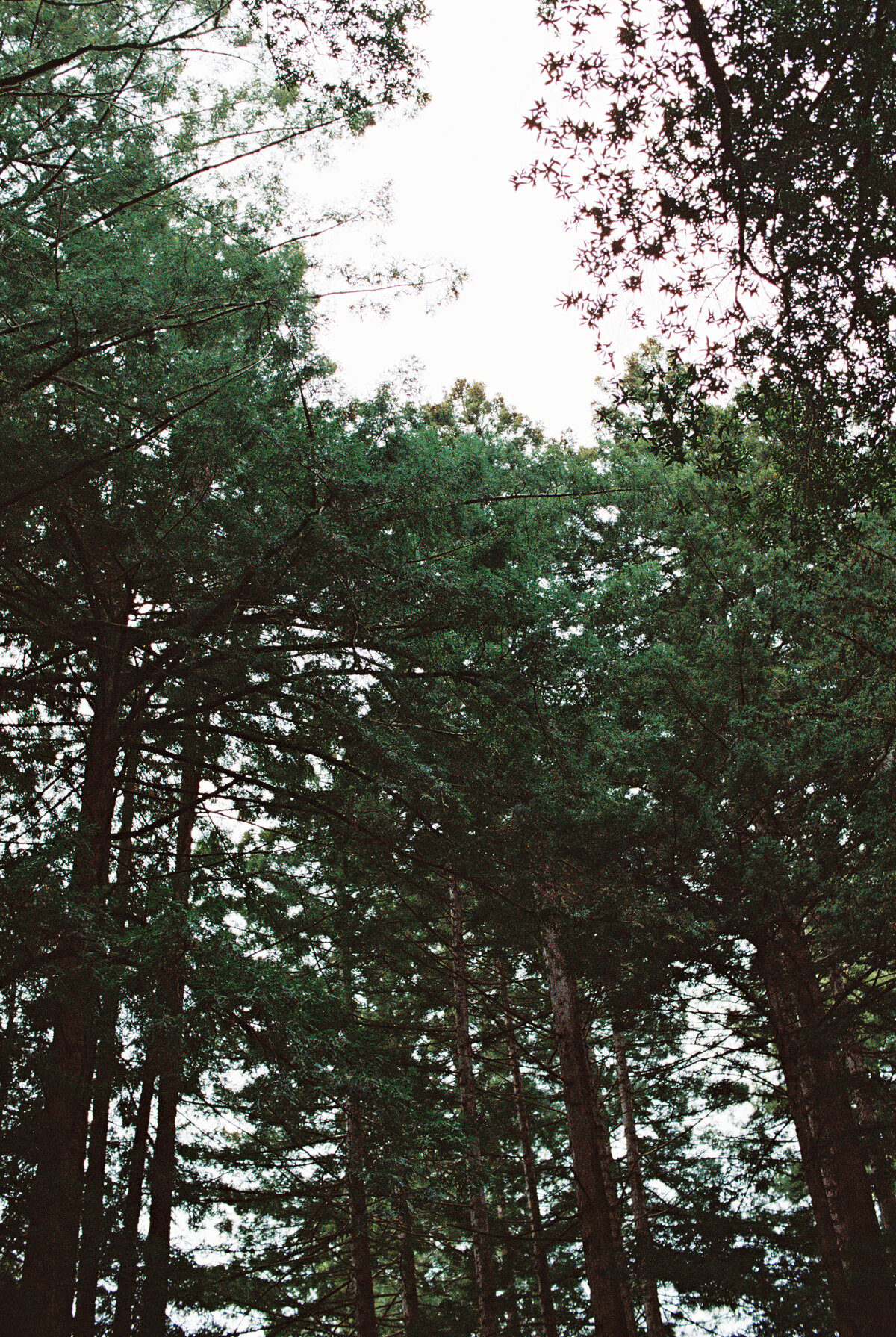 the-pelicann-inn-muir-woods-wedding-olive-and-oath-23