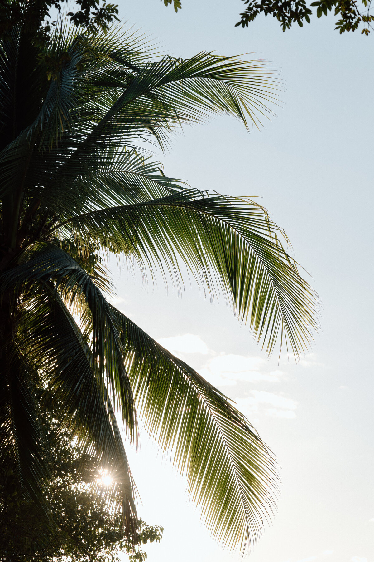 palm-tree-1