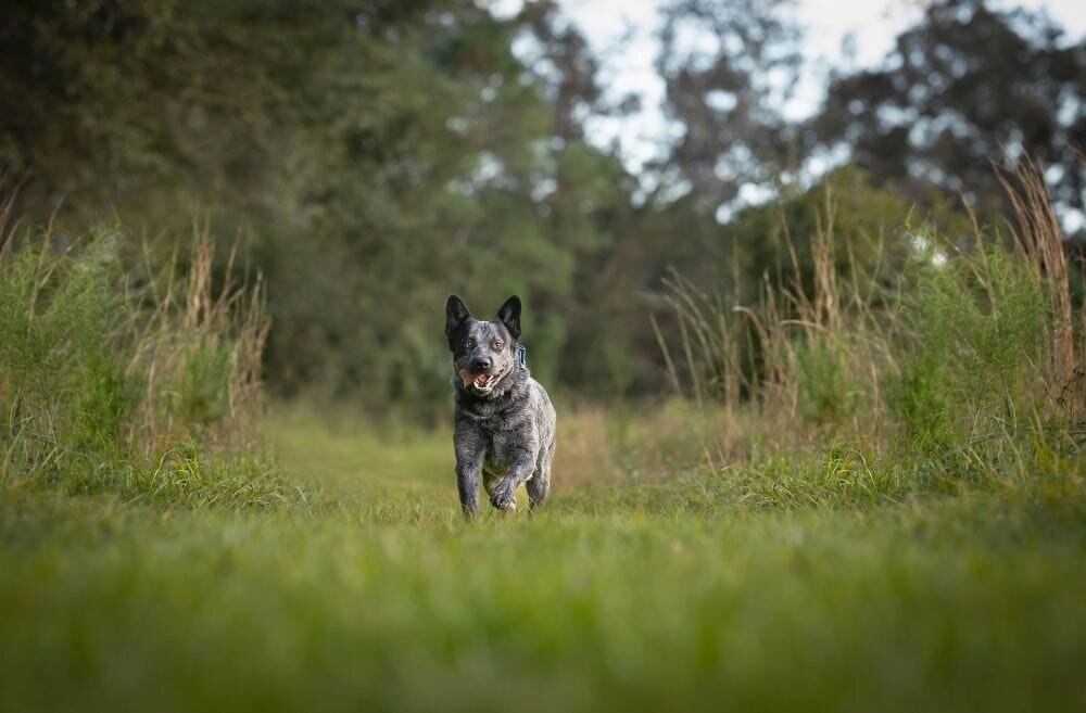 lilla-bordas-portraits-tampa-DOG-photographer1433_1