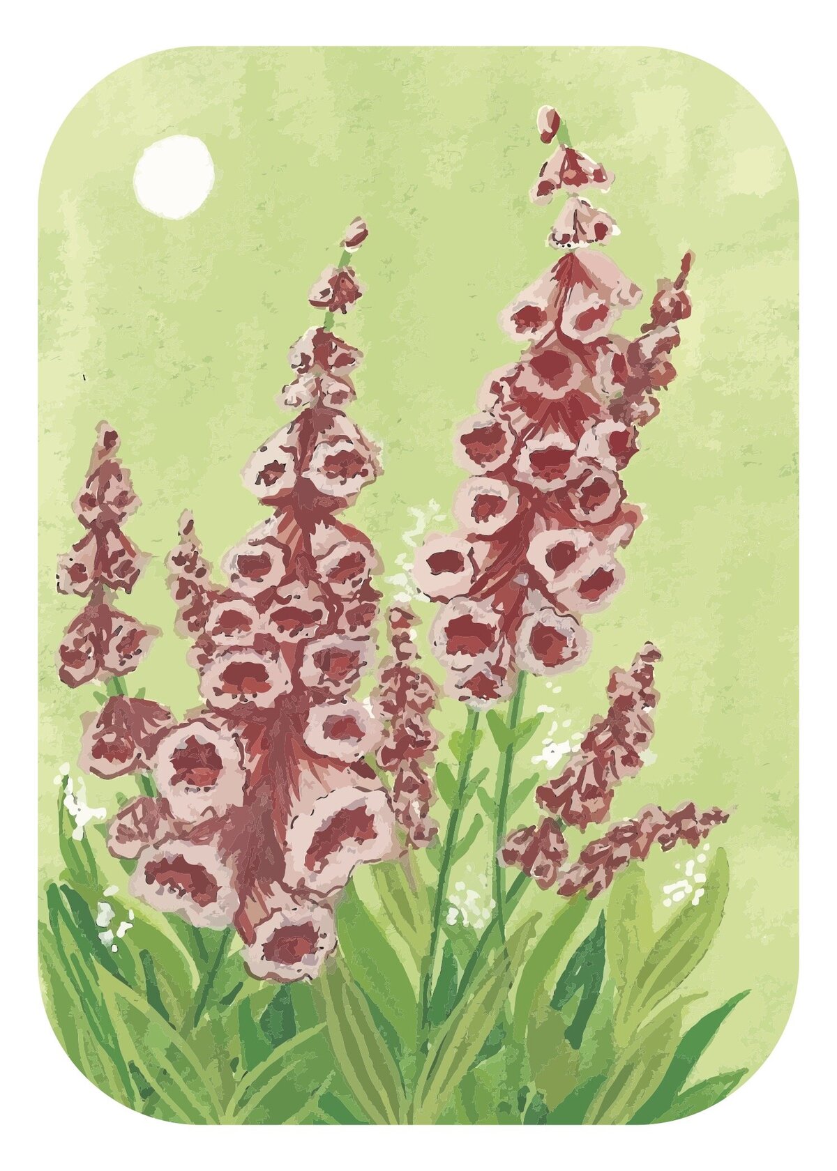 Foxgloves