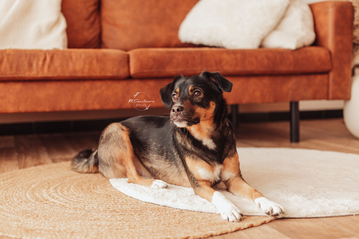 Hond liggend voor zetel in de fotostudio te Geel, provincie Antwerpen. 