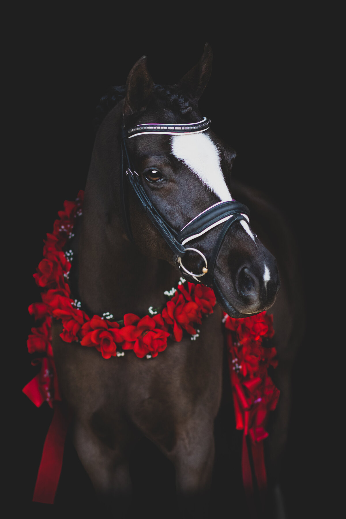 california-horse-photographer_1723pp