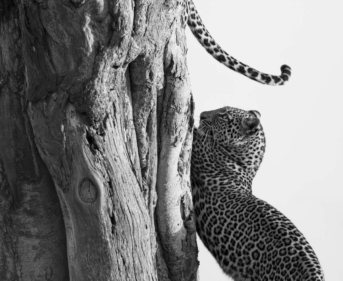 Leopards in Serengeti National Park on Safari with Asilia Africa_By Stephanie Vermillion