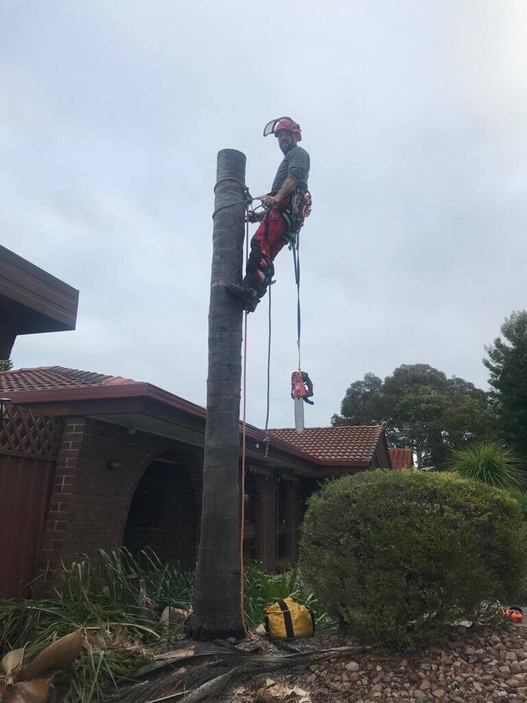 Evergreen Tree Services SA-Palm Removal 002