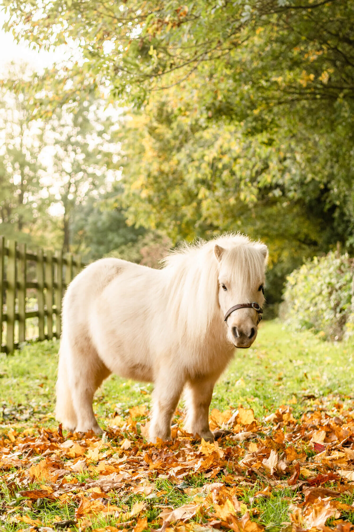 Chloe Bolam Photography Equine Photographer Buckinghamshire-15