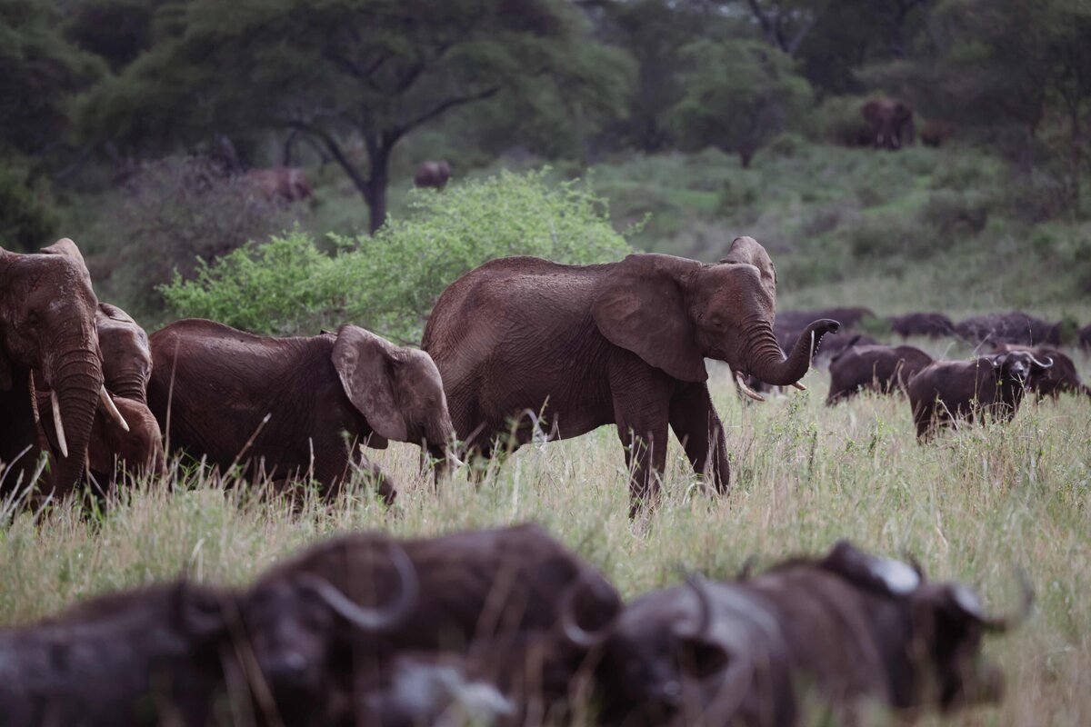 TAASA Safari Wildlife (13)