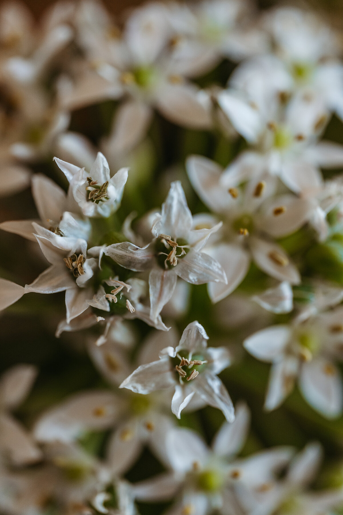 Close-up of small white flowers in garden