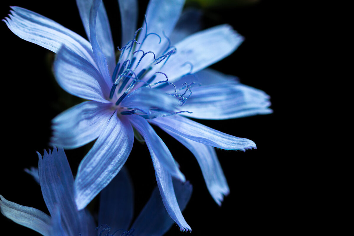 chicory_9908