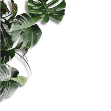 Sprawling monstera plant aimed to give relaxation and grounding effects