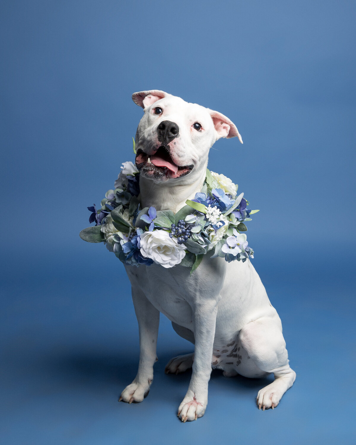 Pet photos studio Cleveland Ohio--31