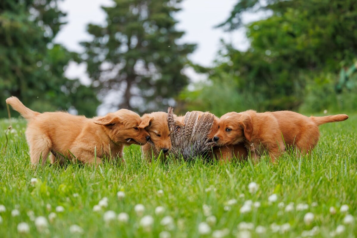 Appelgate-Golden-Retriever-Puppies-9